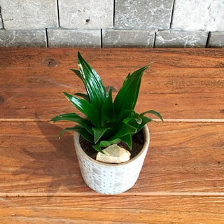 Forest Jewel Mini