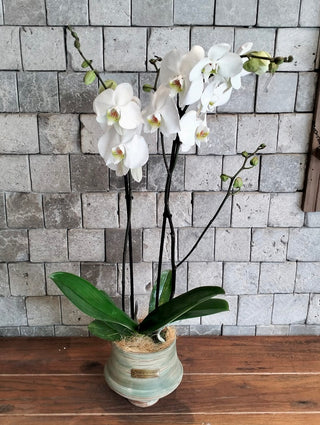 Eclipse Moon Orchids