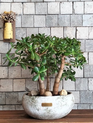 Ancient Haven Jade Bonsai | MoneyTree