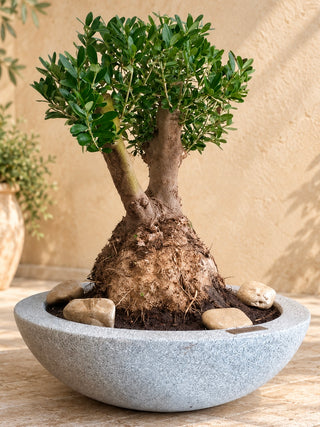 Eterna™ Olive Bonsai – Signature Edition