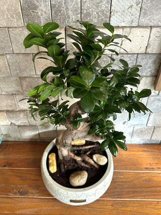 CurvaGlow Bonsai