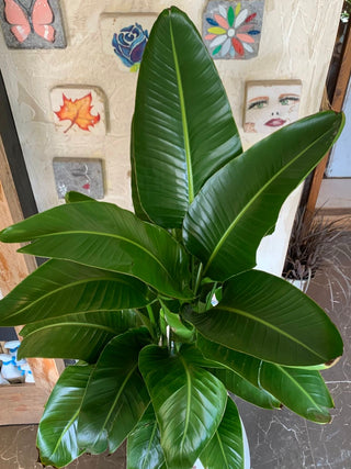 Élan & Sculpt Collection