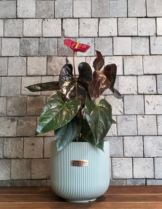 EverBloom Flamingo Lily