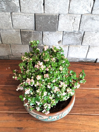 Pink Jade Bonsai Spell | Artisan Stoneware Pottery Collection