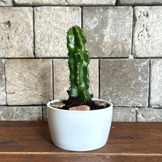 Mini Cactus Joy