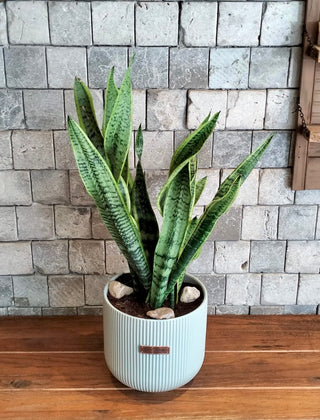 Zebra Zen Snake Plant