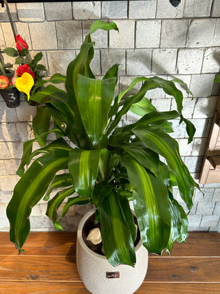 Mass Cane Palm Dracaena