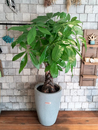 Pachira Élégance MoneyTree
