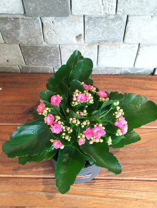 Kalanchoe Gem