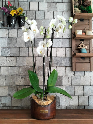 Eclipse Moon Orchids | Sculpted Indian Wooden Pot (Copy)