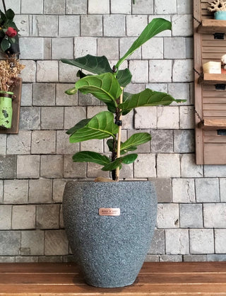 The Fiddle Leaf & Luxe