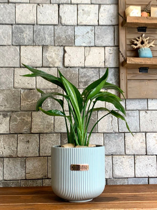 wild banana plant indoor TropiLeaf Banana Indoor Plant. High Quality Indoor Planter. Tall Air Purifying Indoor House Plants Safe for Cats and Pets – ROUGE 'N' LOVE ™