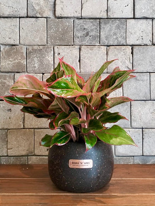 Chinese EverGreen ‘Super Red Star’