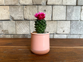 Mini Cactus Joy