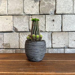 Mini Cactus Joy