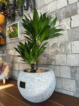 TropiGlow Dracaena ’Compacta’