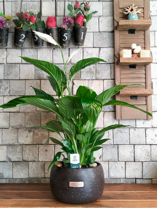 peace lily air filter Peace Lily Indoor Plant – Elegant Air Purifier – ROUGE 'N' LOVE ™