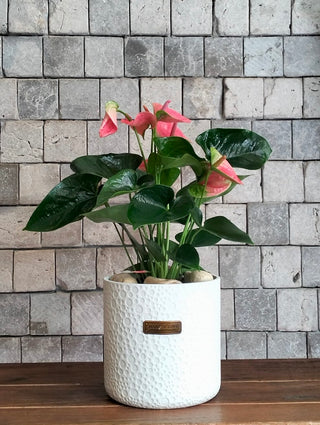 Rosé Glow Flamingo Lily