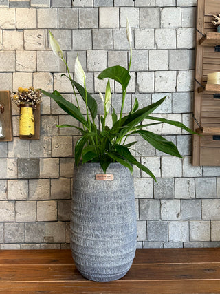 Chic Peace Lily Blooms