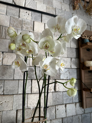 ‘Bianca’ Moon Orchids