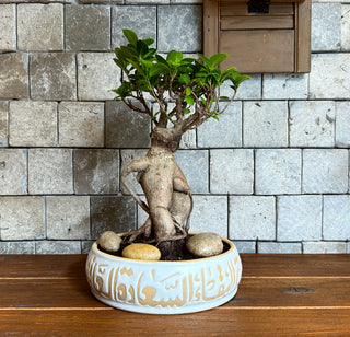Ginseng Beauty Bonsai | Handmade Designer Collection