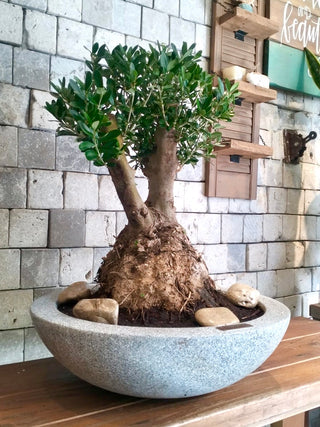 Eterna™ Olive Bonsai – Signature Edition