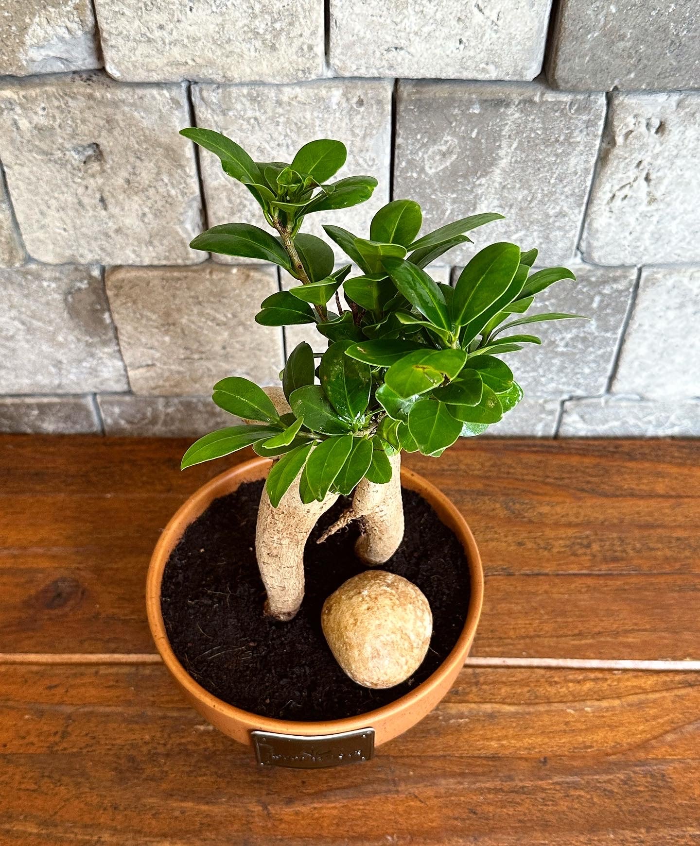 Ficus Ginseng Indoor Japanese Bonsai Tree. Elegant High Quality Planter –  ROUGE 'N' LOVE ™