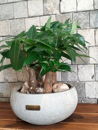 Fortune Grove Money Tree Bonsai