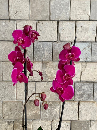 Purple Twilight Orchid | Sculpted Indian Wooden Pot