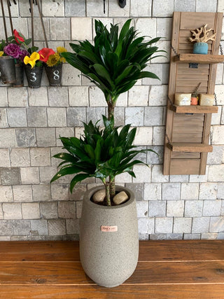 Verde Prime Compacta