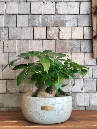 Fortune Grove Money Tree Bonsai