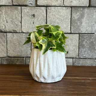 Petite English Ivy Botanique