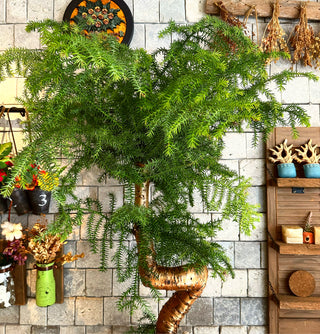 Majestic ‘Authentic’ Pine of Norfolk Island Bonsai