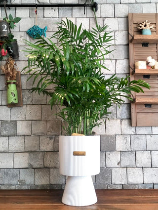 Lush Palm Luxe