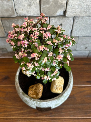 ‘Rustic-Chic’ Pink Jade Bonsai ‘MoneyTree’