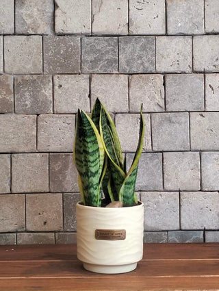 Happy Snake Plant