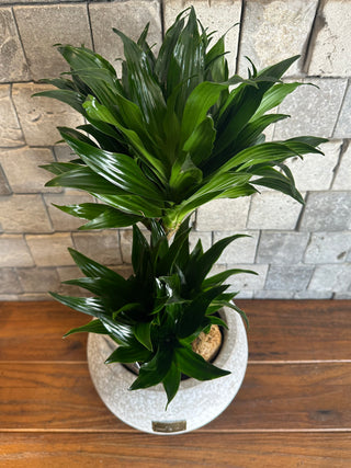 TropiGlow Dracaena ’Compacta’