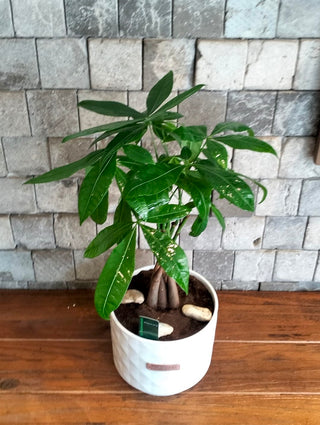 EverLuck MoneyTree
