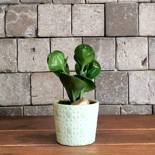 Green Pearl Mini