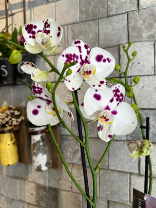 ‘Rustic-Chic’ Fiorella Moon Orchid