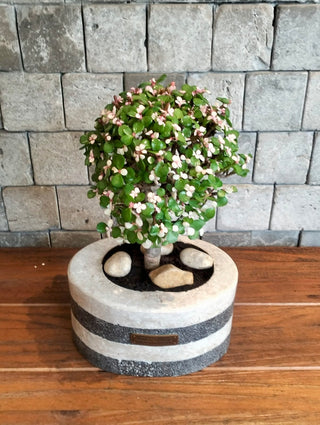 Marble Muse: Pink Jade Bonsai | Artisan Marble Collection