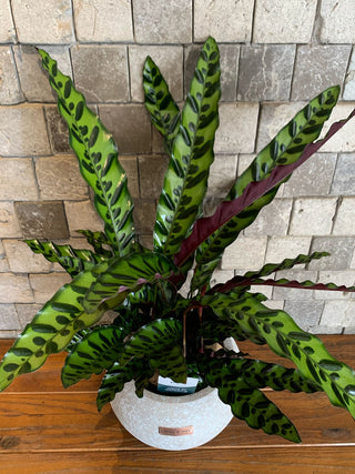 RattleSnake Calathea, The Prayer Plant