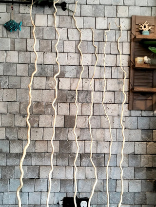 Dried Curly Willow Branches