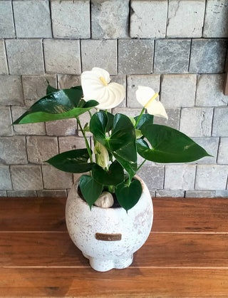 Maison Blanche Flamingo Lily