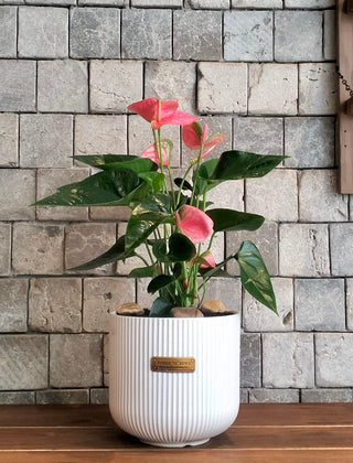 Blush Muse Flamingo Lily