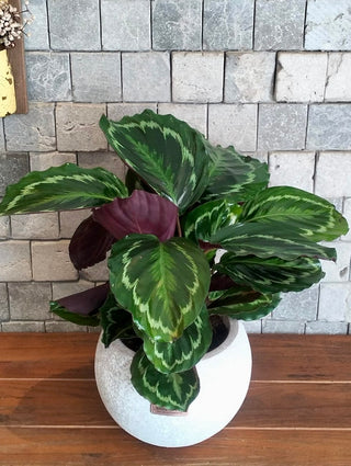 Rose Painted Calathea