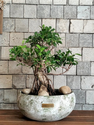 Rustic-Chic Ficus Breeze Bonsai