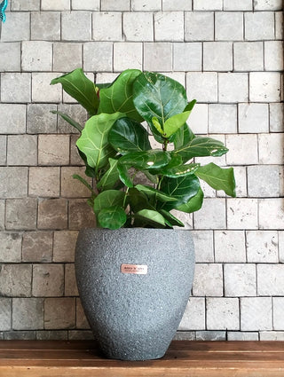 The Fiddle Leaf & Luxe
