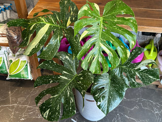 Monstera Exotique Édition
