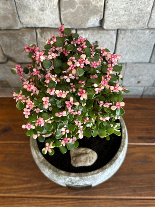 ‘Rustic-Chic’ Pink Jade Bonsai ‘MoneyTree’